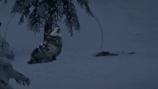 A wolf sadly howling for dead wolf