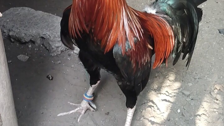 alimbuyugin puting paa