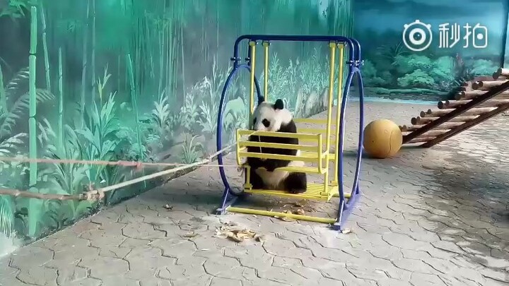 【大熊猫冰华】奶爸一边帮忙摇摇船一边喂笋笋，熊生幸福