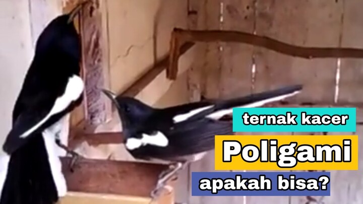Ternak kacer poligami bisakah??? | penangkaran burung kacer