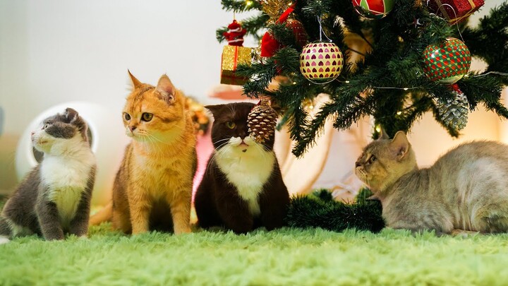 Cats vs Christmas Tree (The Happy Pets #10)