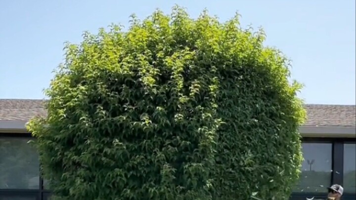 TRIMMING A BUSHY BALL 😏