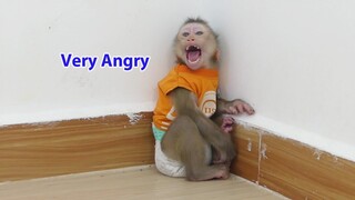 Monkey Baby | Maki Crying seizure Very Angry When Mom go Take Fruit For Him