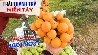 Về Vĩnh Long nhớ thưởng thức trái Thanh Trà để cảm nhận vị chua ngọt của miền Tây miệt vườn