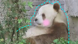 Qizai the panda is so haughty, like a depressed prince.