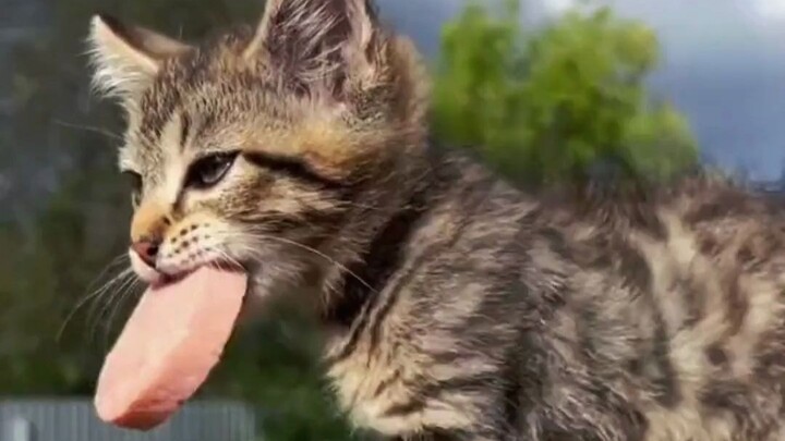 Stray kitten brings back his trophies just to share with good friends