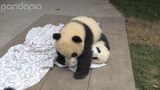 Super Cute Pandas! Please Stop Fighting~