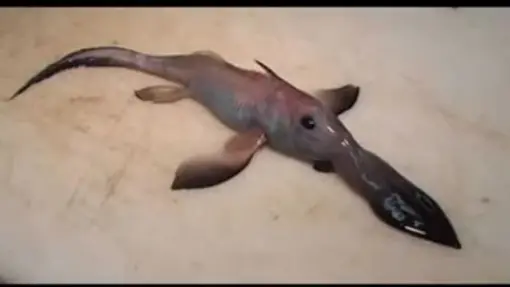 10 Most Horrible Deep Sea Creatures (Reupload)