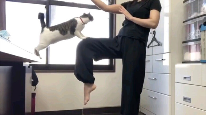 [Live] A cat walks into a Japanese martial art teacher's online class