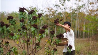 Thu Hoạch Hạt Điều Màu, Loại Hạt Tạo Màu Giàu Dinh Dưỡng | Curry seeds create a color for the dish !