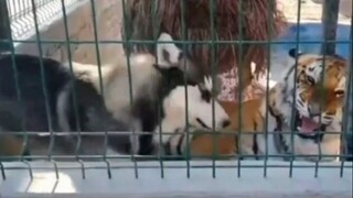 เพ็ทน่ารัก|รวมสัตว์น่าขบขัน