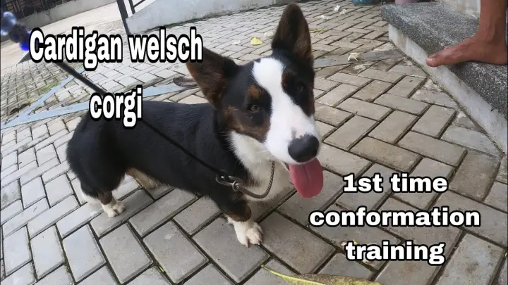 Cardigan Welsch Corgi | conformation training | Hernan Dog World TV
