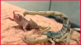 Desert Hairy Scorpion Feeding / Warning Live Feeding.