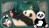 Ibu Pengasuh Memeriksa Gigi Bayi Panda