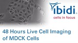 48h Phase Contrast Live Cell Imaging of Epithelial MDCK cells
