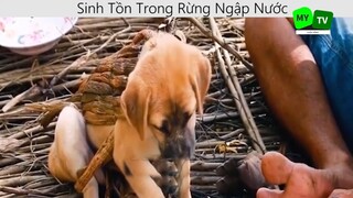 Sinh tồn trong rừng ngập nước p8
