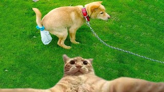 🤣Try Not To Laugh Dogs And Cats 😁 - Funniest Animals Video 2022 🐧 #Ever1