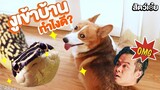 อันตรายมาก!! งูเข้าบ้านบี้เดอะสกา (Real) | สัตว์เอ๋ย