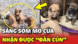 Sáng sớm mở cửa nhận được ĐÀN CÚN khiến 2 vợ chồng vui mừng NHẬN NUÔI 😍 | Yêu Lu