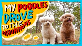 Poodles Drive to the Mountain Town | Day 2- Drive and Trails | The Poodle Mom
