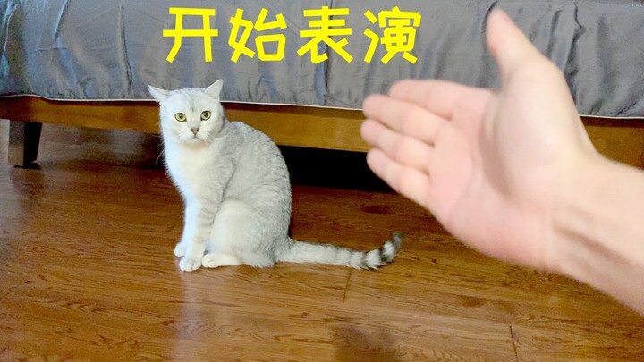 用很凶的语气赞美猫，和用很温柔的语气骂猫，猫会怎样！