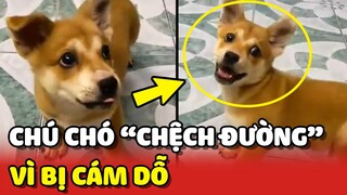 Đang chơi vui, chú chó xém CHỆCH ĐƯỜNG vì bị CÁM DỖ bới cây xúc xích 😂 | Yêu Lu