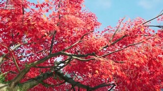 Lord Of Wonderland Episode 6 Sub indo