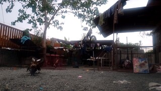sparring muna