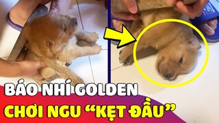 Bé Golden 'HÓA BÁO NHÍ' khi ăn no lại còn chơi dại bị 'MẮC KẸT' trong ghế 😂 Gâu Đần