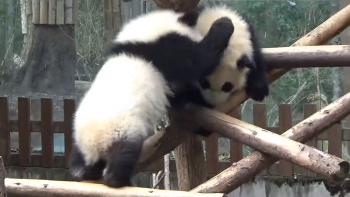 Dance|A Happy Day For Panda Fu Duoduo