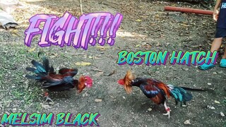 MELSIM BLACK VS BOSTON HATCH     SPAR!!