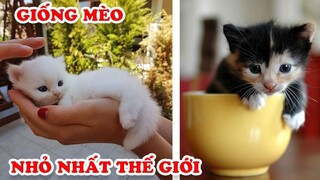 10 Giống Mèo Tí Hon Nhỏ Nhất Thế Giới Khiến Ai Cũng Muốn Chi Tiền Tỷ Để Sở Hữu