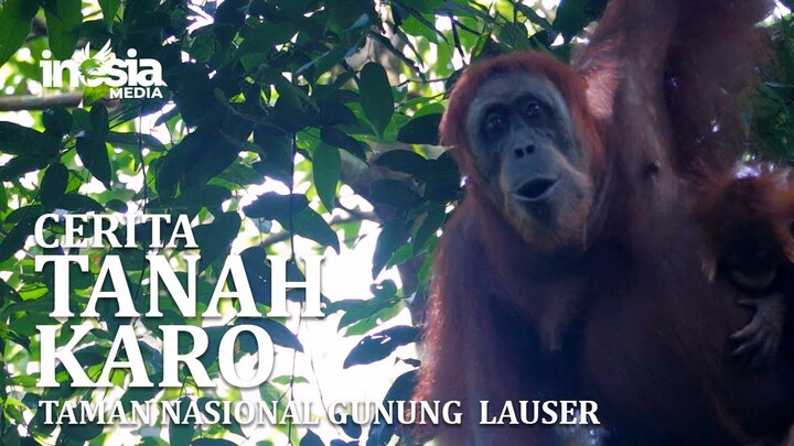 CERITA TANAH KARO, TAMAN NASIONAL GUNUNG LAUSER