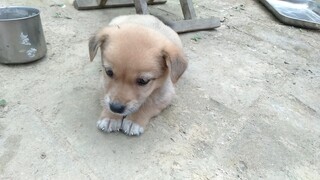 Anak anjing itu datang ke rumah saya dan makan ham untuk pertama kalinya