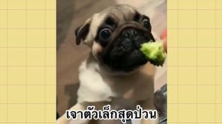 เพื่อนตัวน้อย สัตว์เลี้ยงแสนซน : เจ้าตัวเล็กสุดป่วน