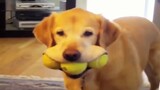 Silly and Funny Dogs