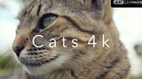 Cats 4k (Ultra HD)⎜Part 3⎜Relaxing Music⎜Earth from Above⎜Sweet Kittens Siam Cats Black Cats 4k