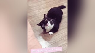 Có ai nuôi mèo mà nó thích bịch ni lông không 🤦‍♀️meo meow cats meocute mèo fypシ