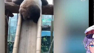 A cute Japanese girl is worried while watching "Collection of Famous Panda Scenes"!