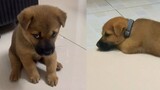 【Animal circle】Puppy blames human for failing to catch it fall