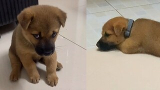 【Animal circle】Puppy blames human for failing to catch it fall