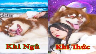 Thú Cưng TV | Gấu Alaska Gia Gia #15 | chó thông minh vui nhộn | Pets funny cute smart dog