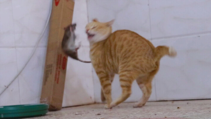 Shushu: I once had a fight with a ginger cat