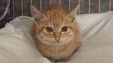 Mèo Con Qua Hàng Xóm Ăn Vụng Bị Bắt, 30 Tết Bị Cắn, Dễ Thương Nên Tha