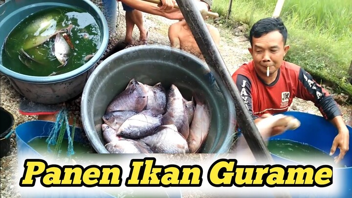 TRIK PANEN IKAN GURAME BESAR DI KOLAM TERPAL || PUTRA GURAME. CARP HARVEST