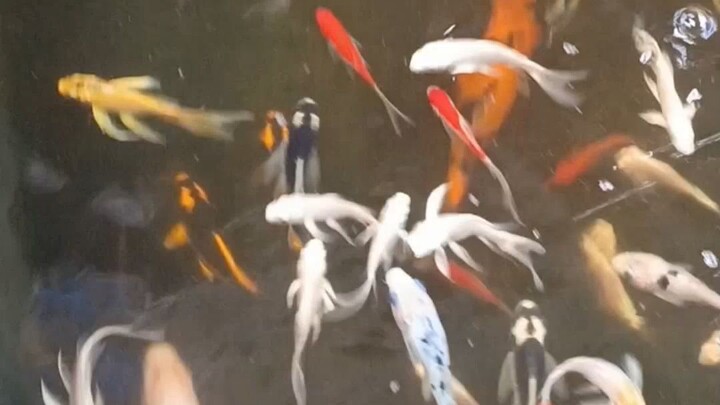 beli cupang di anggrek aquarium cilacap