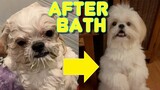 Shih Tzu Begs For More Treats After Taking A Shower (Cute Funny Dog Video)