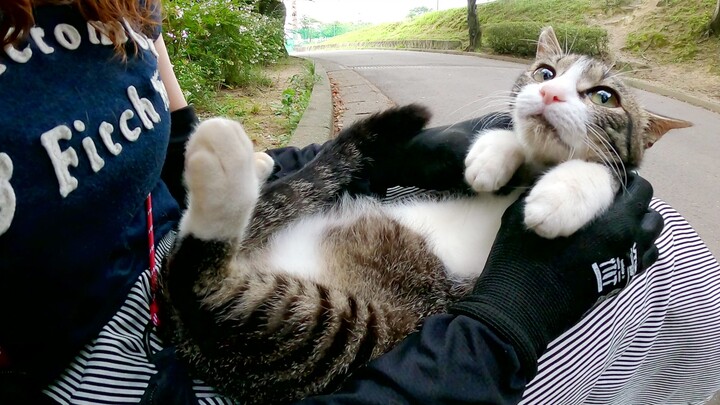 一只流浪猫在志愿者腿上无保护地接受按摩