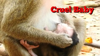 Brak Heart Baby Monkey Anya Was Cruelly Hit By Mom, Why Monkey April Do Like That?, Baby Monkey Hurt