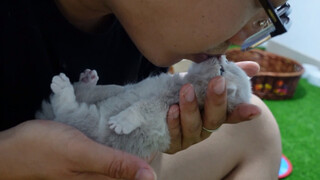 Kucing ini sangat licik! Laki-laki diperbolehkan menciumnya dengan santai, namun perempuan tidak dip